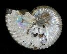 Discoscaphites Ammonite - South Dakota #22703-1